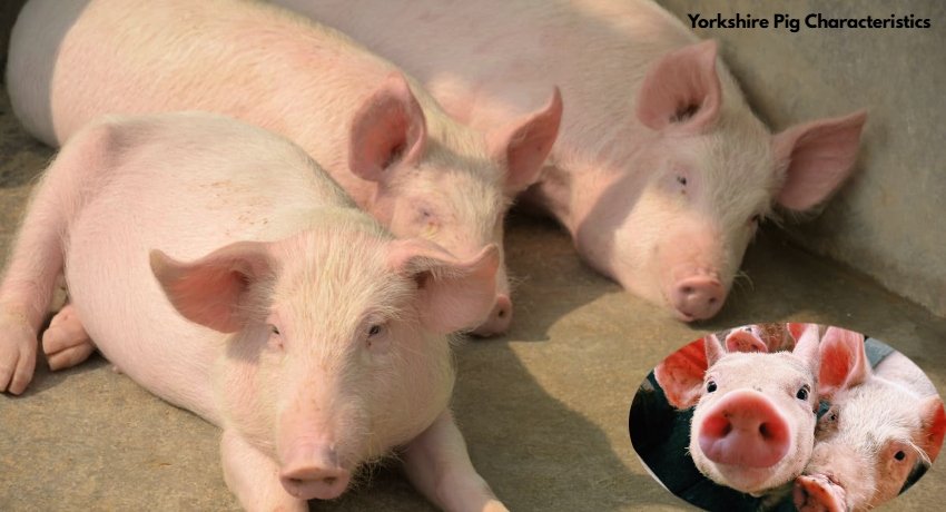 Yorkshire Pig Characteristics: A Complete Guide